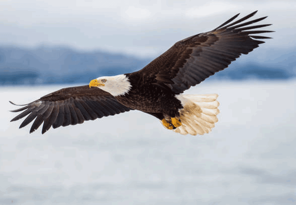 Eagle Image